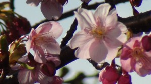 DSC05161