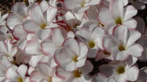 DSC05212