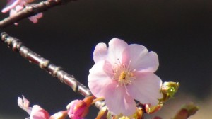 DSC05217
