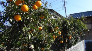 DSC05240