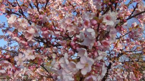 DSC05339