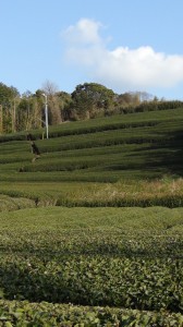 DSC05751