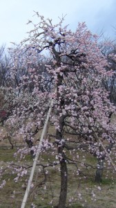 DSC05911