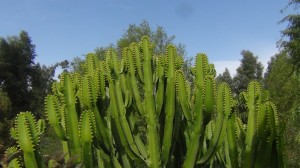 DSC07950