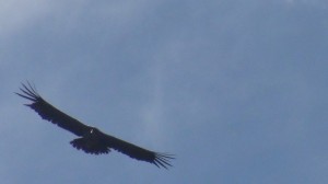 DSC09503