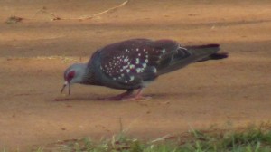 DSC01529